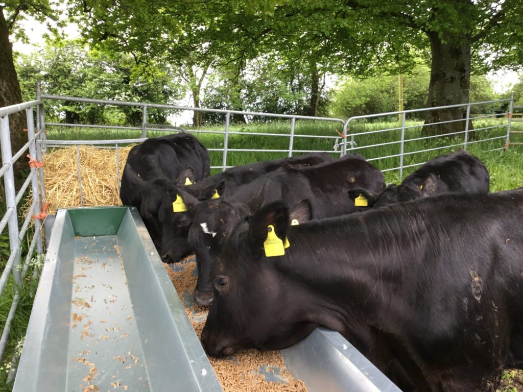 ABP calves Enniskillen Royal Grammar School